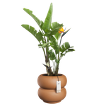 amber roll low 43cm caramello